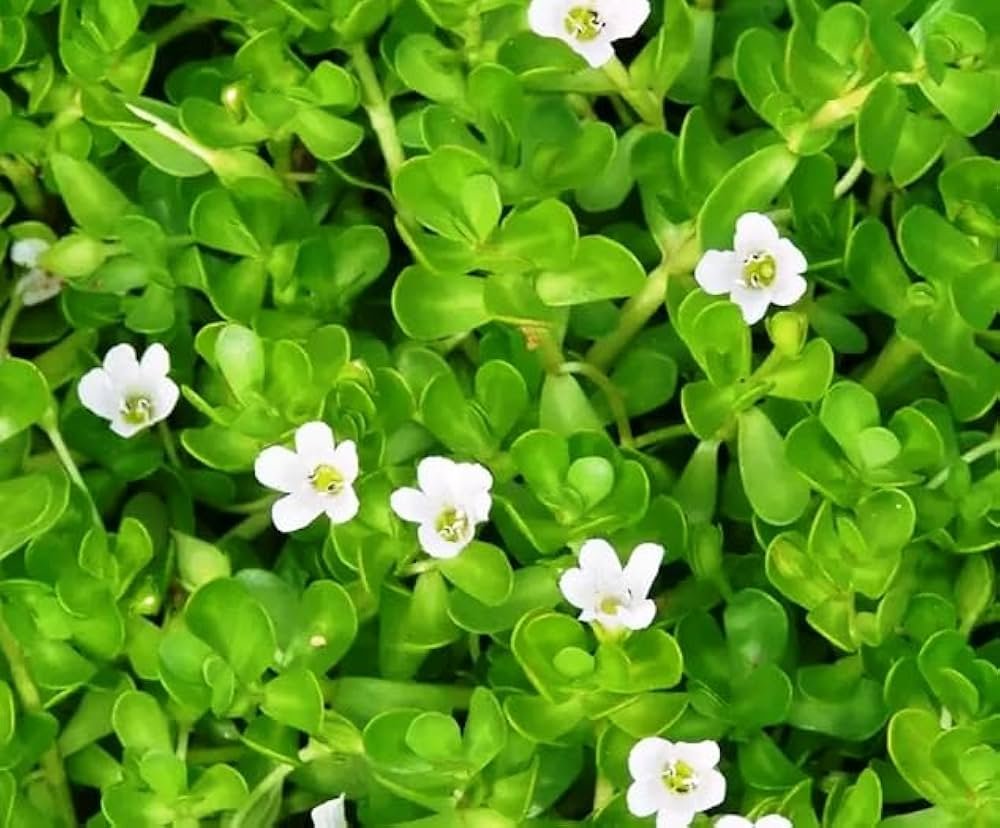 Brahmi